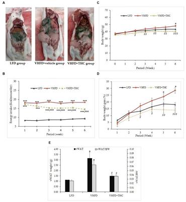 Short term effect of tetrahydrocurcumin on adipose angiogenesis in very high-fat diet-induced obesity mouse model